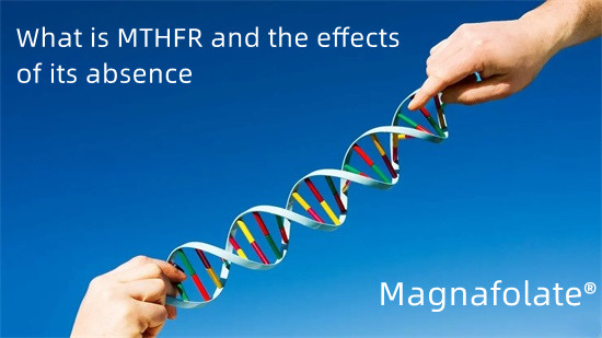 MTHFR дегеніміз не және оның болмауының салдары