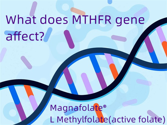 MTHFR гені неге әсер етеді?