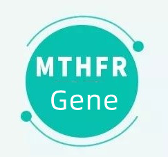 Егер сізде MTHFR гені болса, бұл нені білдіреді?